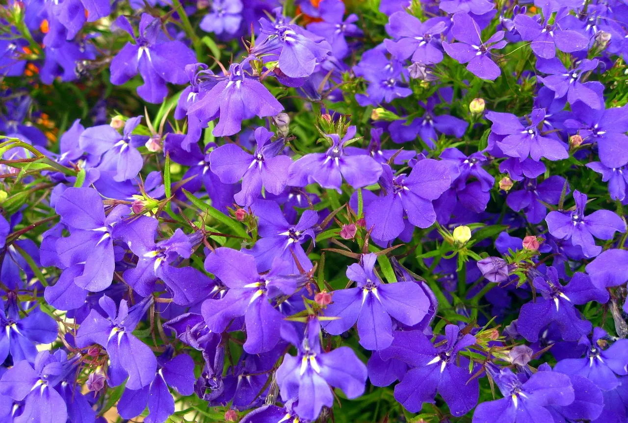 Lobelia – an Ornamental Flowering Plant and Medicinal Herb