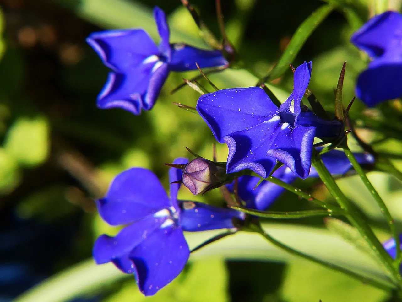 Lobelia – an Ornamental Flowering Plant and Medicinal Herb