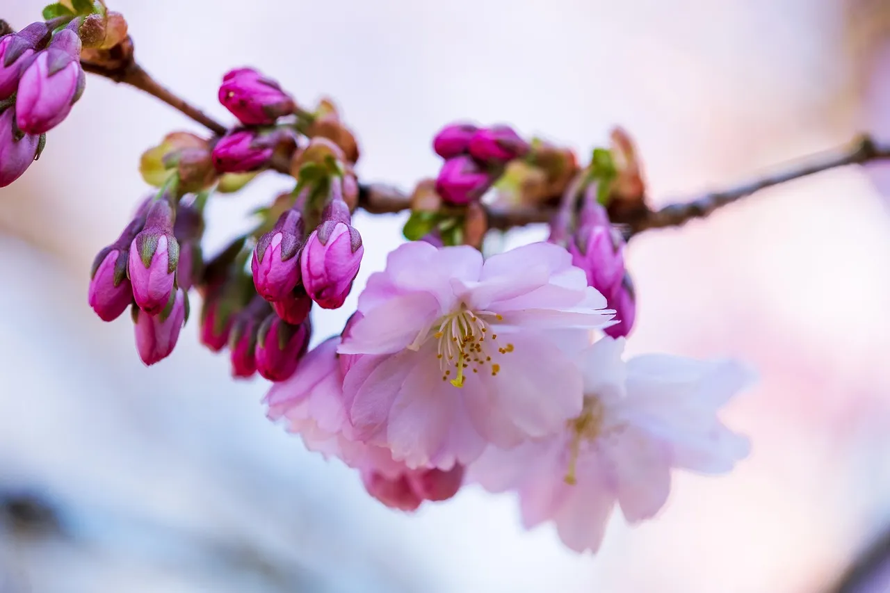 How to Grow Magnolia Stellata or Star Magnolia Trees and Shrubs