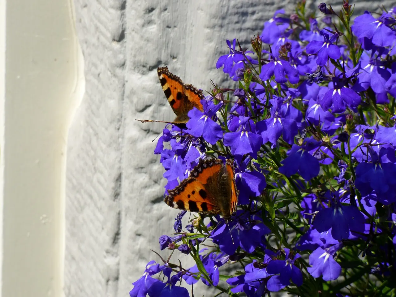 Lobelia – an Ornamental Flowering Plant and Medicinal Herb