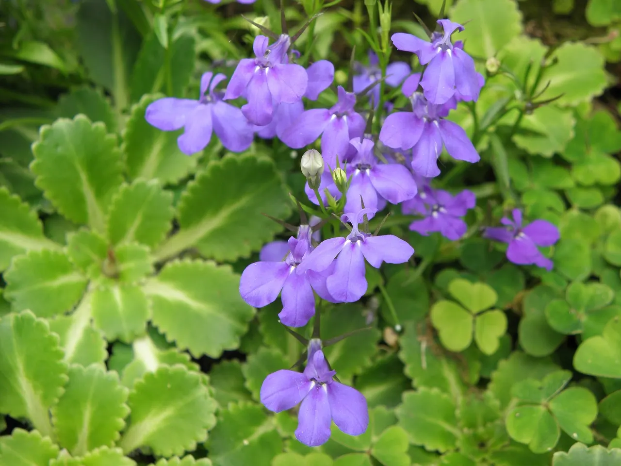 Lobelia – an Ornamental Flowering Plant and Medicinal Herb