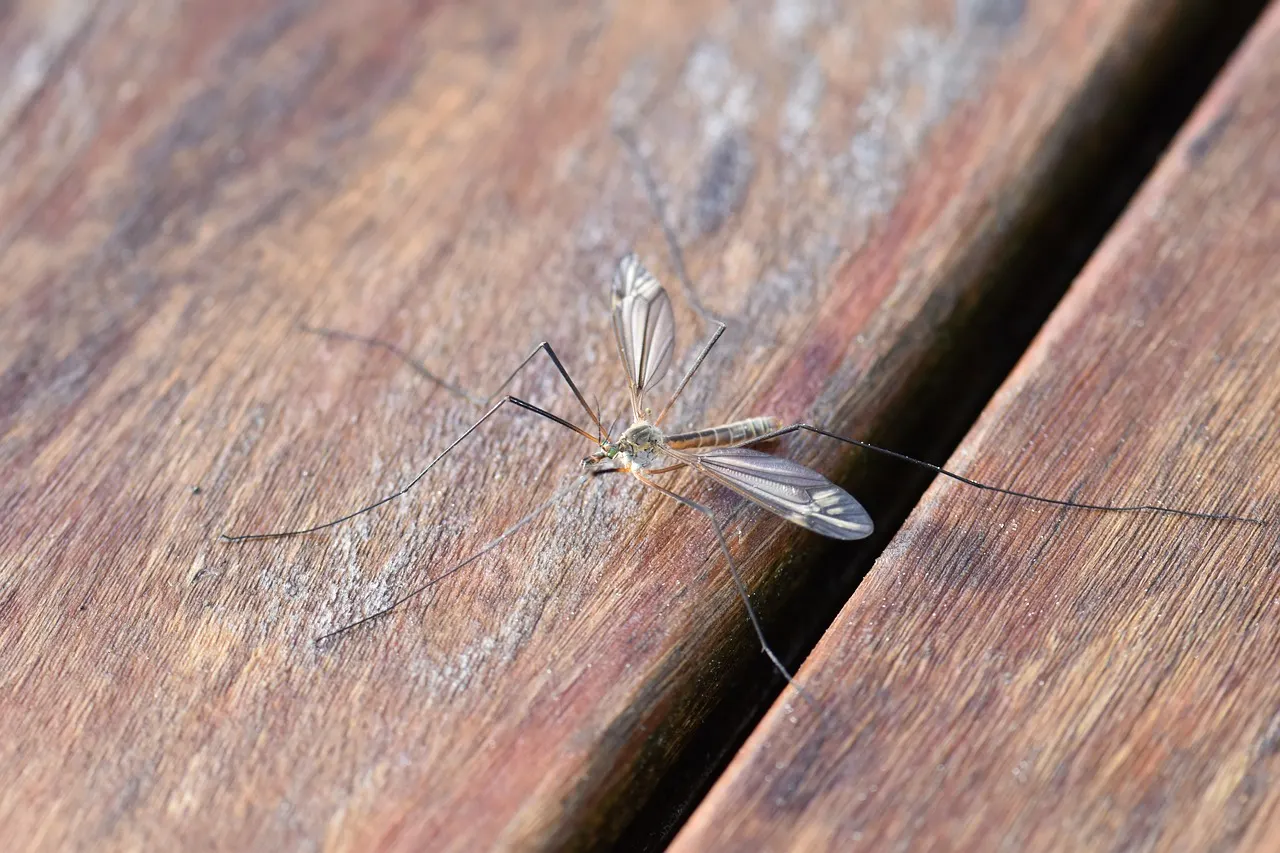 How to Get Rid Of Mosquitoes Naturally With Garden Plants