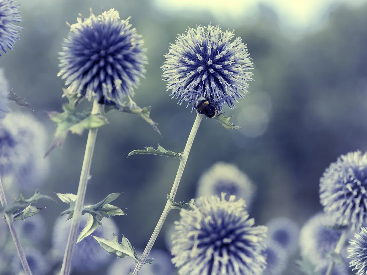 Drought-Tolerant Landscaping: Water-Efficiency Redefined