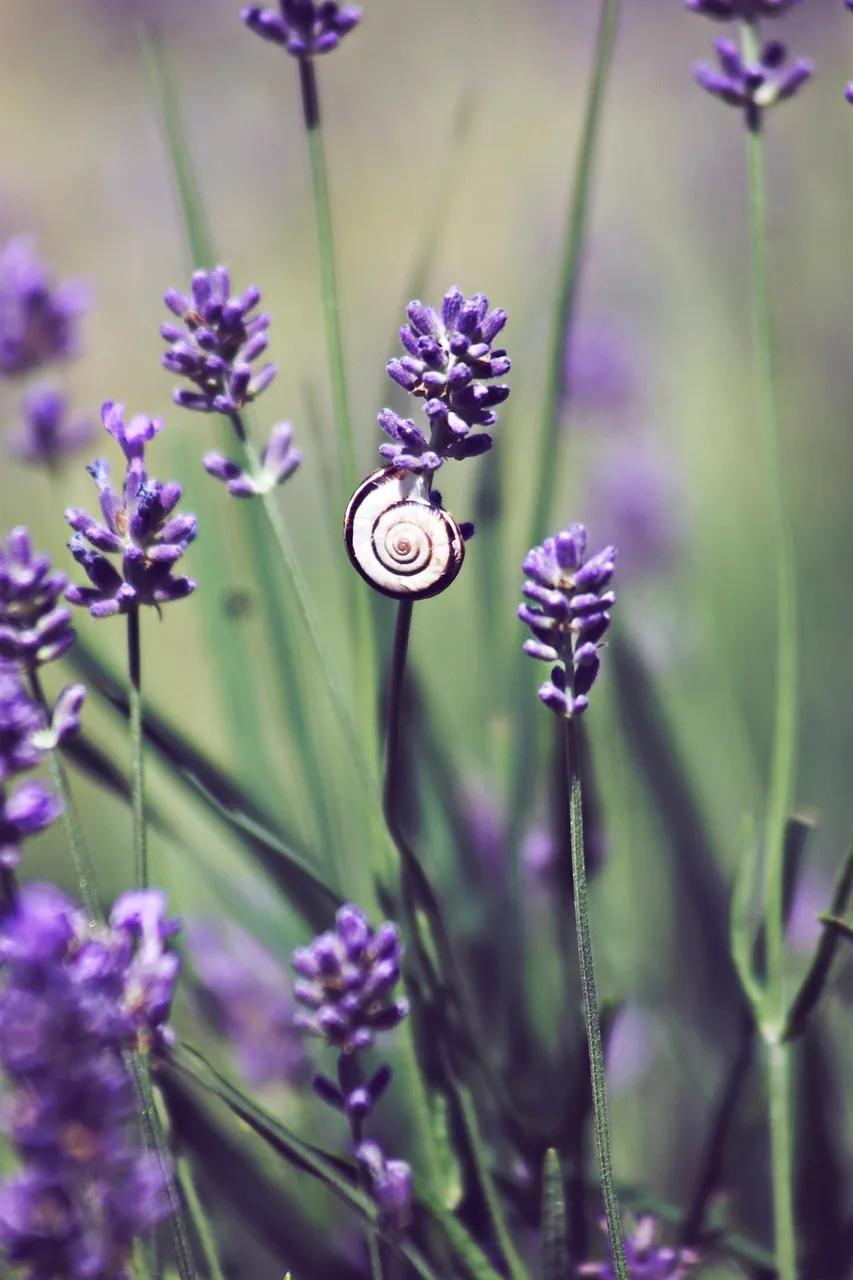 4 Tips to Create Beautiful Rock Garden
