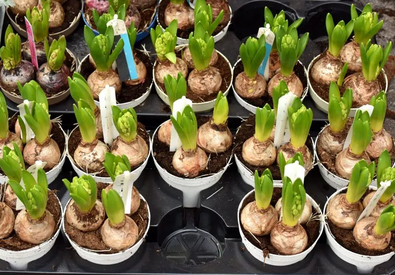 How to Plant a Patio Pot with Bulbs - JimsMowing.com.au