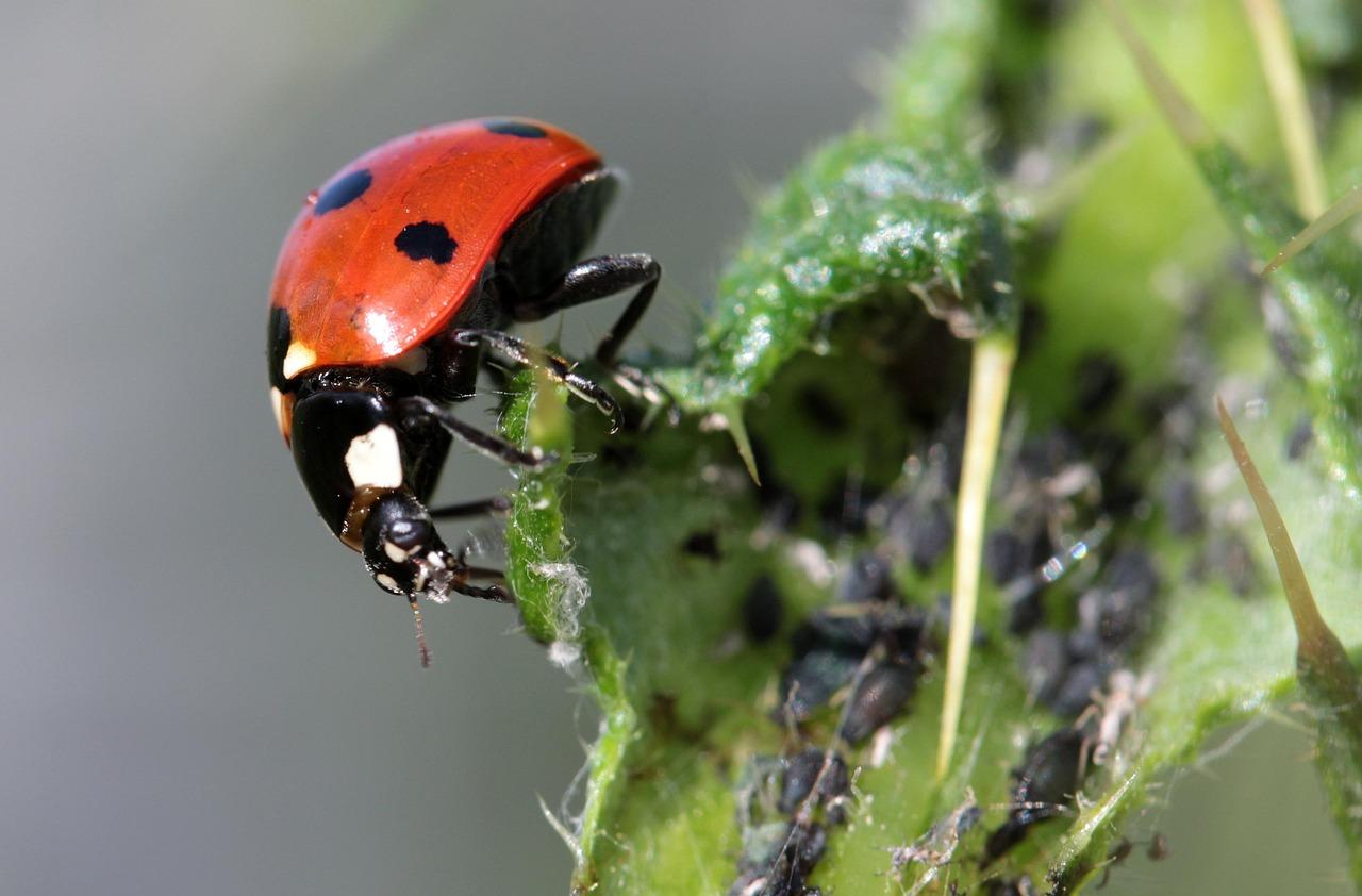 Best Thermal Fogger Machines For Powerful Pest Control
