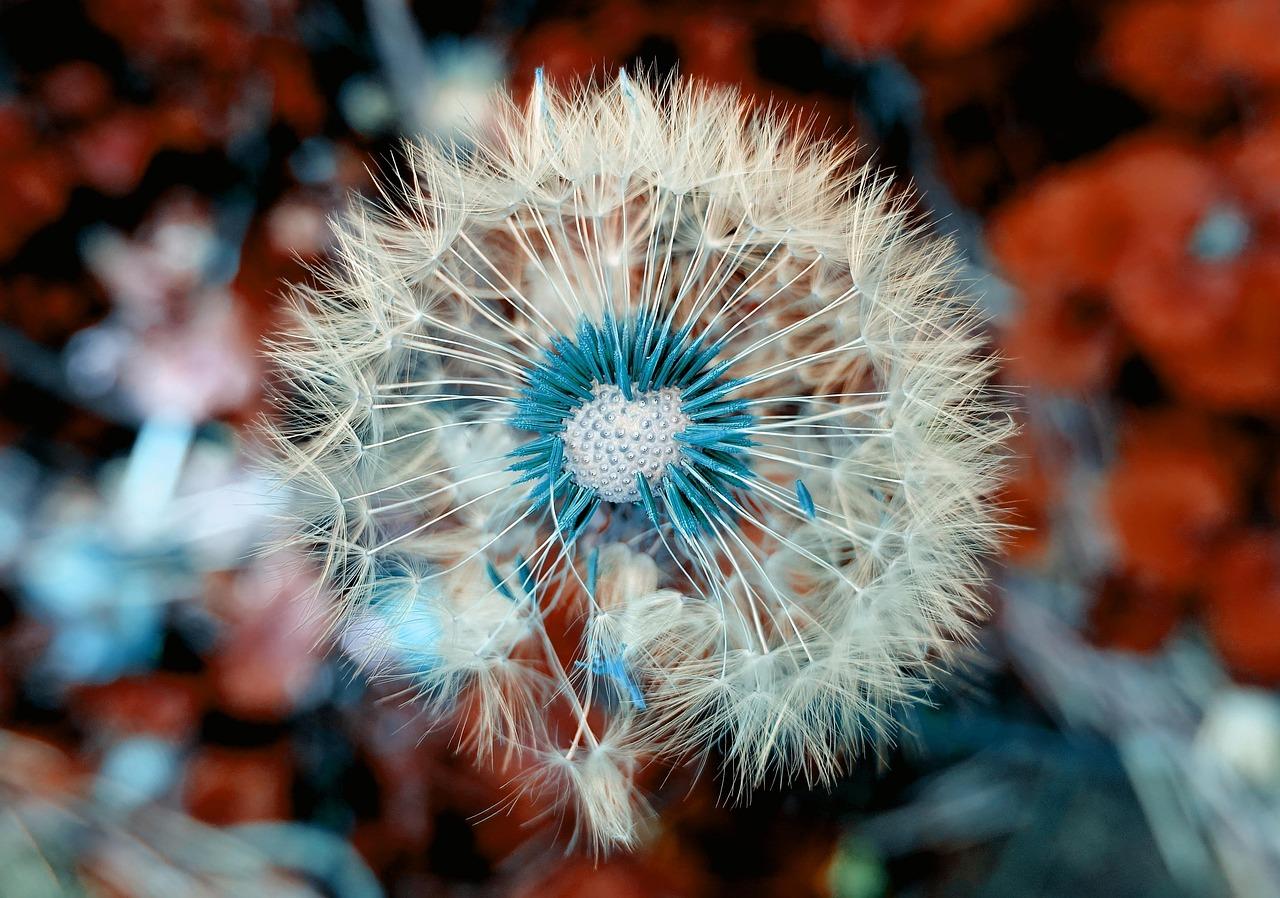 How To Make Plants Flower More for A Better Bloom