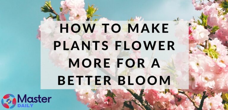 How To Make Plants Flower More for A Better Bloom