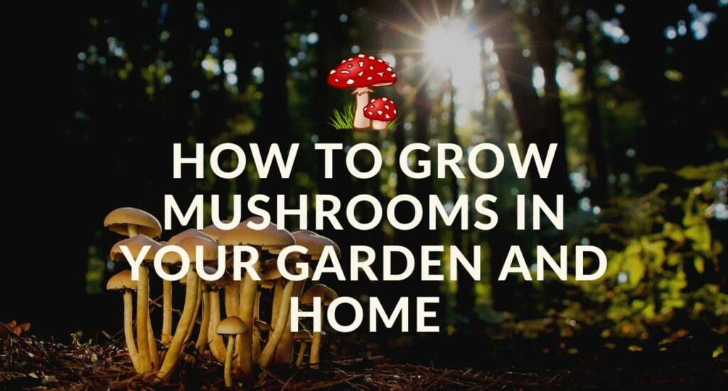 How to Grow Mushrooms in Your Garden and Home