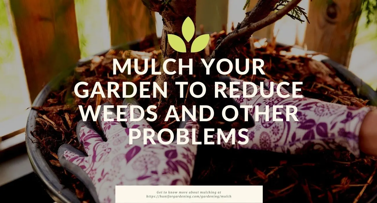 Mulch Your Garden To Reduce Weeds And Other Problems