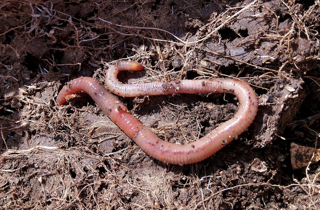 Composting Worms in the Garden
