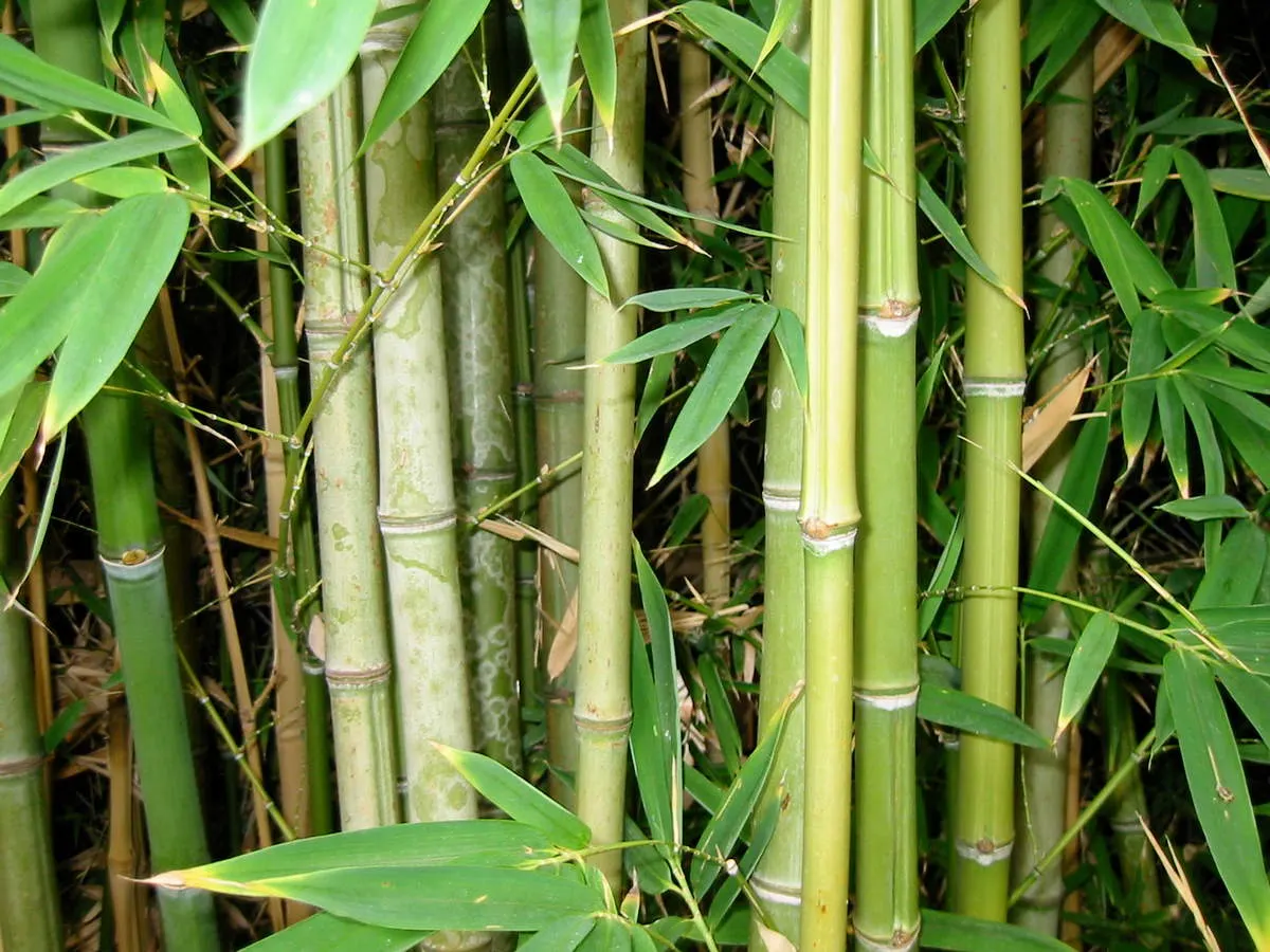 Bamboo - Master Daily Bamboo