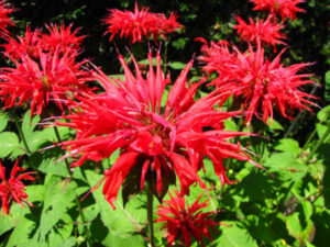 Bee balm - Master Daily Bee balm
