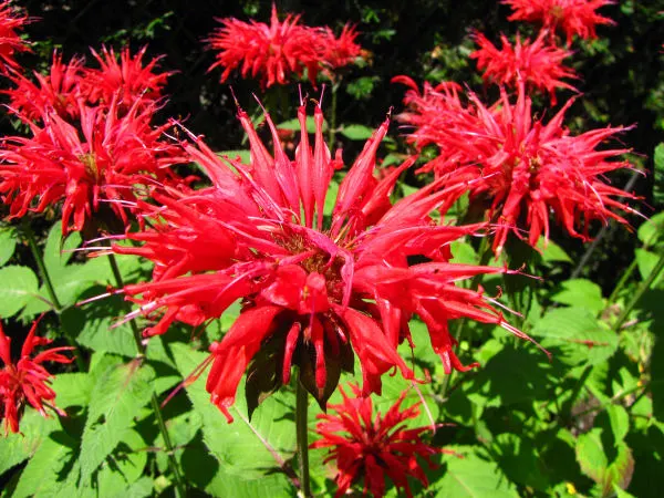 Bee balm - Master Daily Bee balm