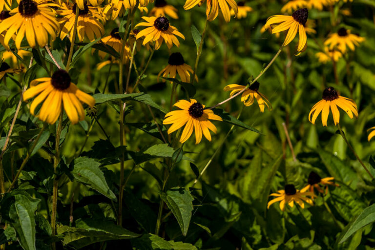 Black-eyed susan flowers - Master Daily Black-eyed Susan