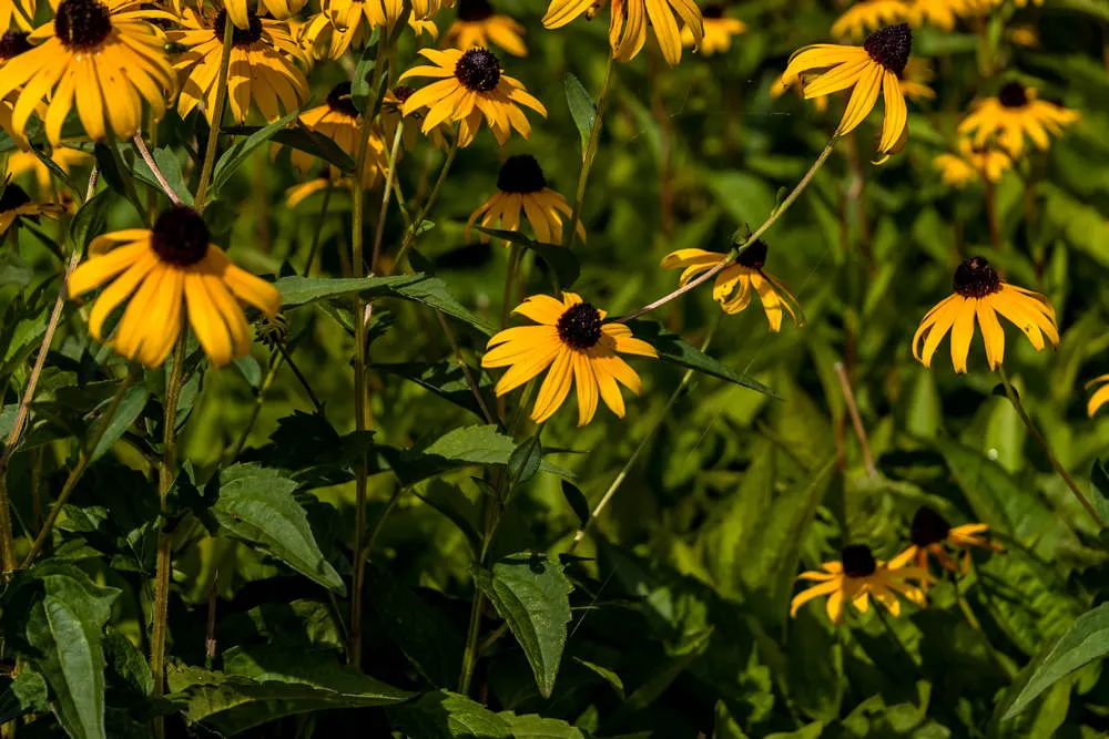 Black-eyed susan flowers - Master Daily Black-eyed Susan