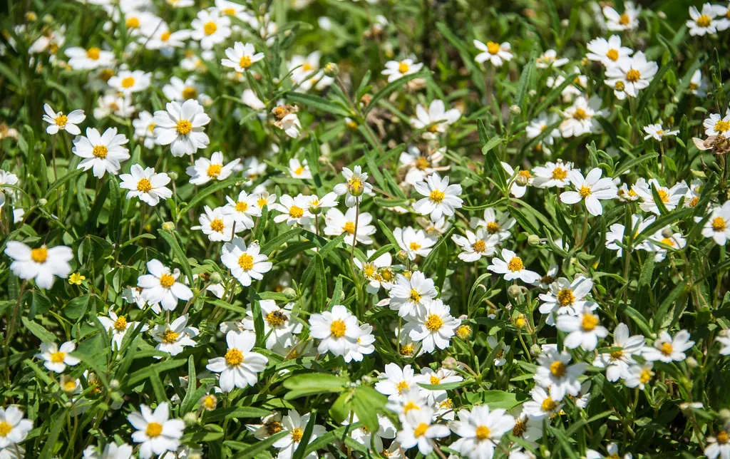Blackfoot daisy - Master Daily Blackfoot daisy