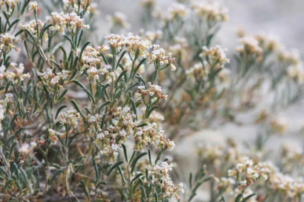 Buckwheat - Master Daily Buckwheat
