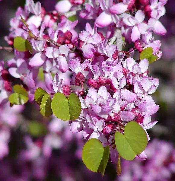 California redbud - Master Daily California redbud