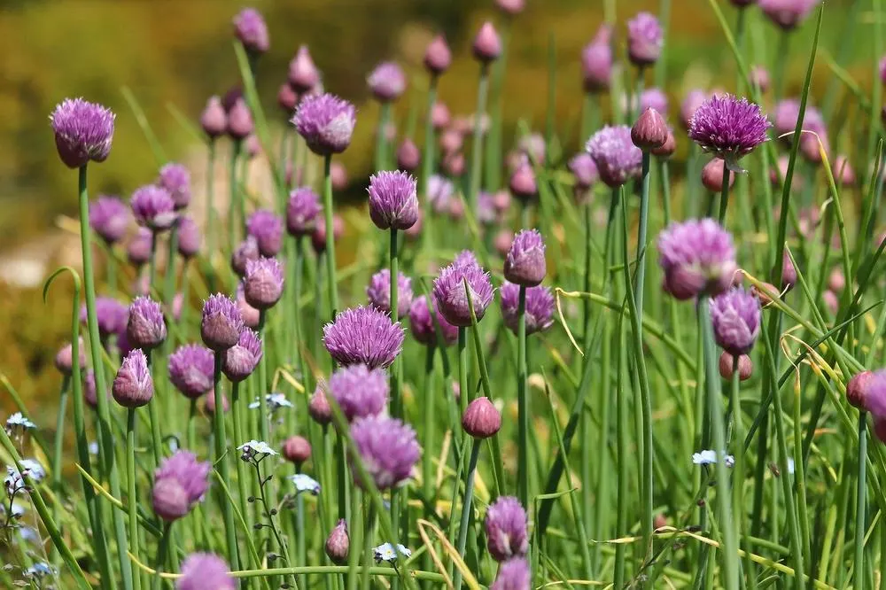 Chives - Master Daily Chives