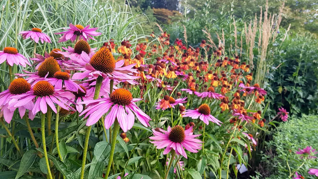Echinacea - Master Daily Echinacea