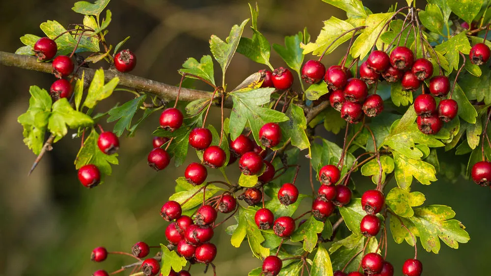 Hawthorn - Master Daily Hawthorn