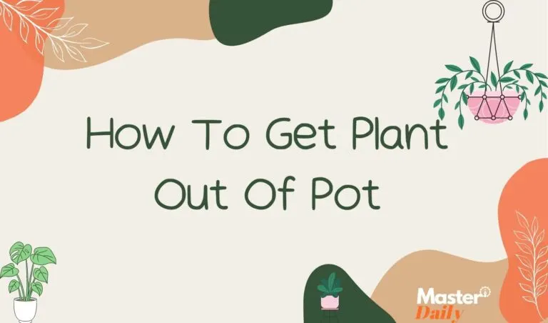 How To Get Plant Out Of Pots - Master Daily How To Get Plant Out Of Pot
