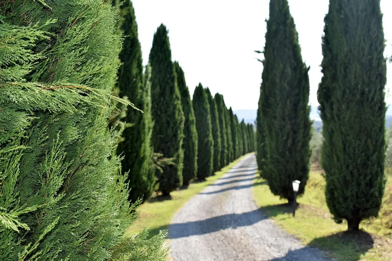 Italian cypress - Master Daily Italian cypress