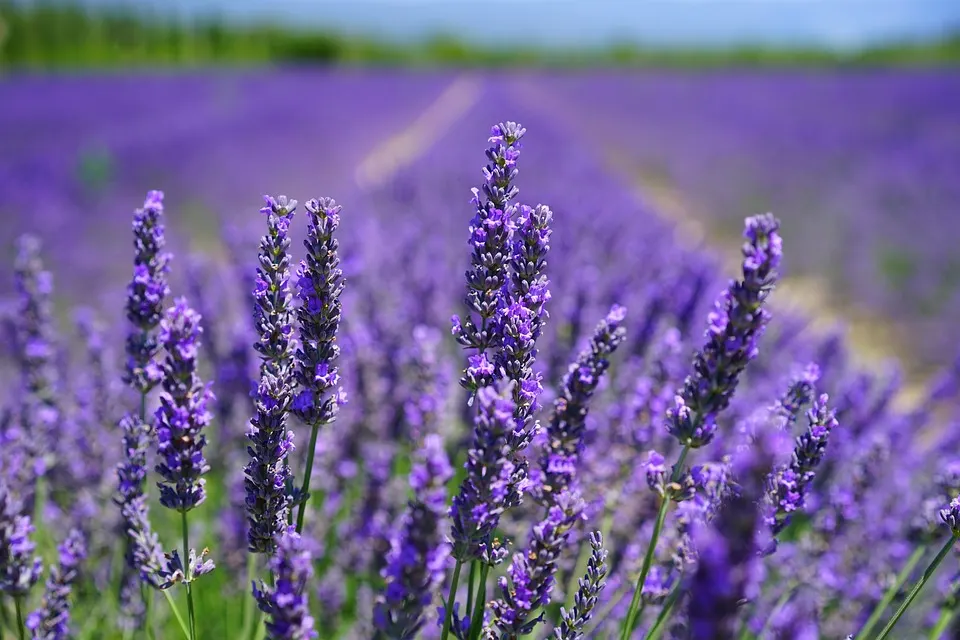 Lavender - Master Daily Lavender