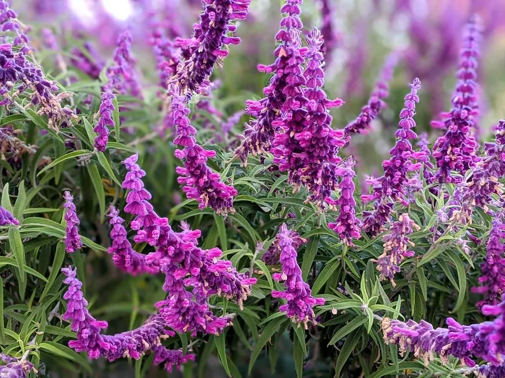 Mexican sage - Master Daily Mexican sage