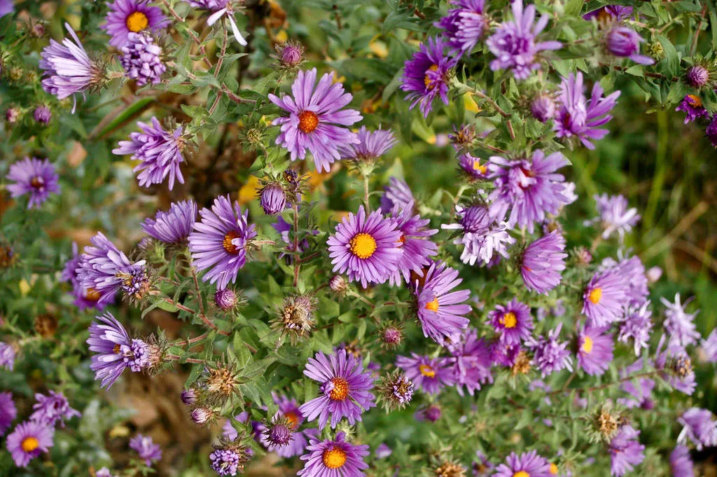 New England aster - Master Daily New England aster