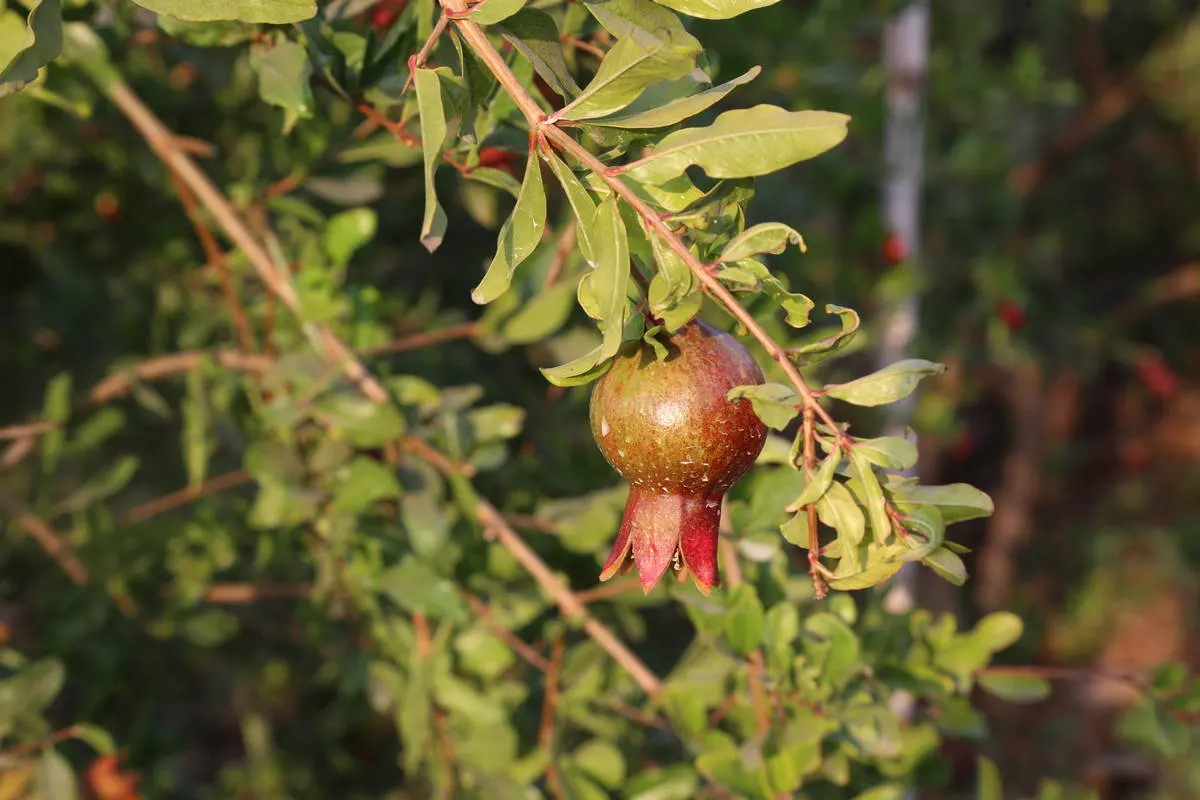 Pomegranate tree - Master Daily Pomegranate tree
