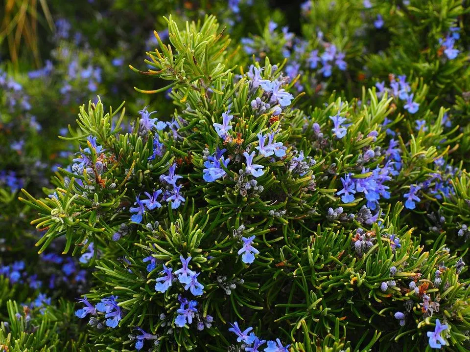 Rosemary - Master Daily Rosemary