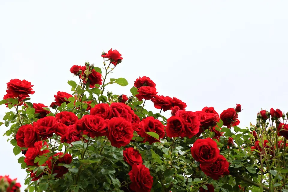 Rose Bush Red Roses Bush Red Flowers Blossom Roses - Master Daily Roses