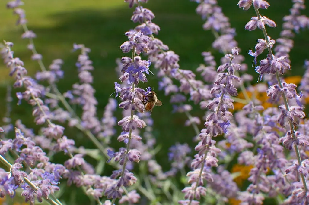 Russian sage - Master Daily Russian sage