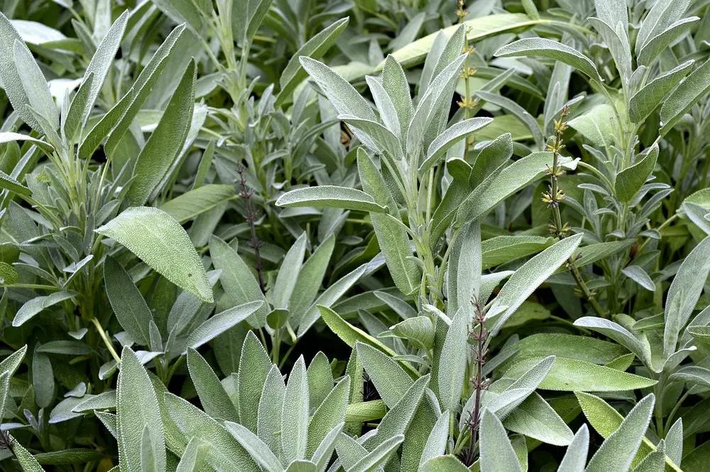 Sage - Master Daily Sage