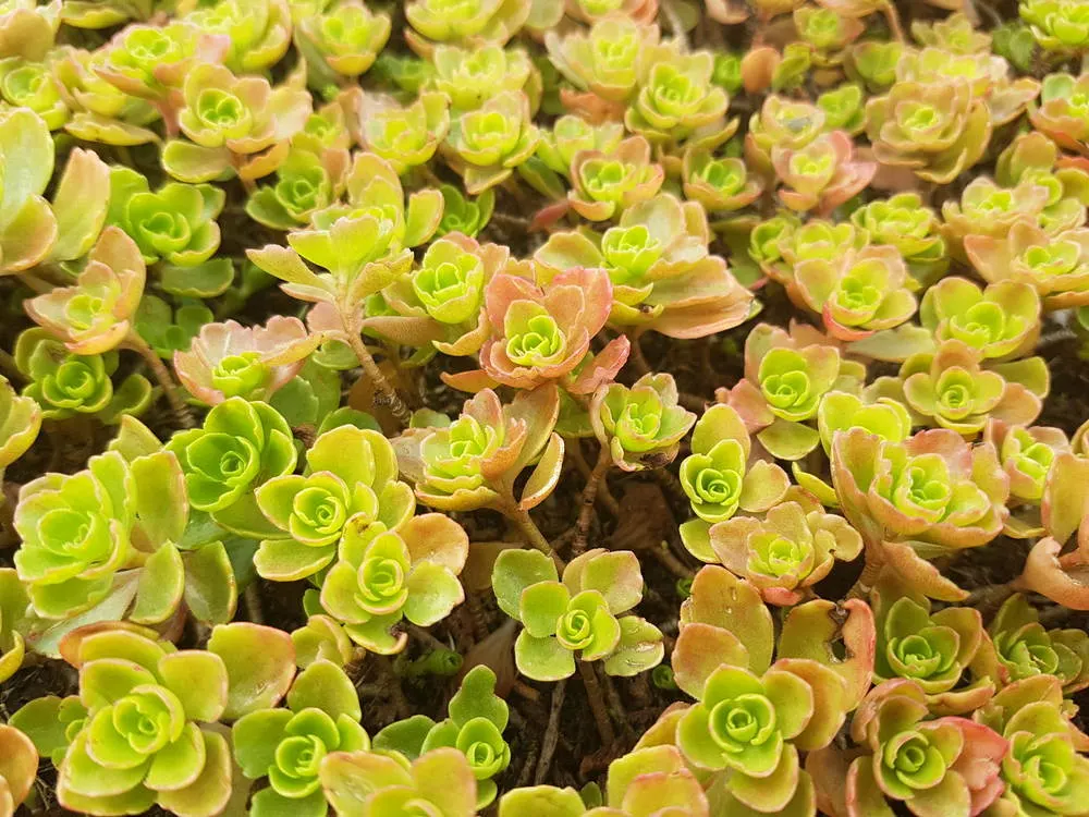 Sedum - Master Daily Sedum