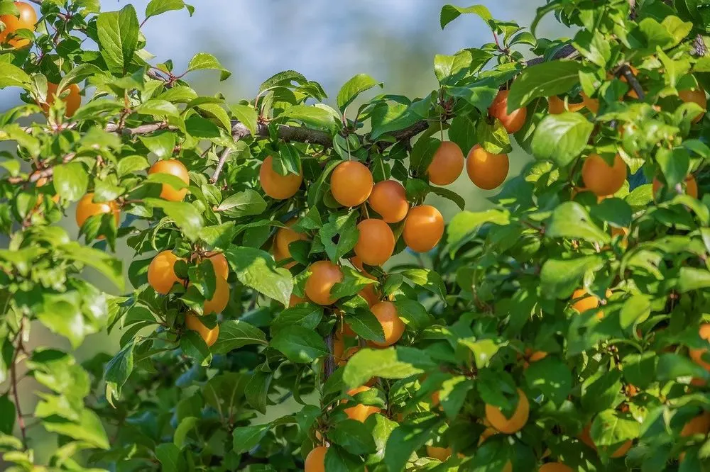 Wild plum - Master Daily Wild plum