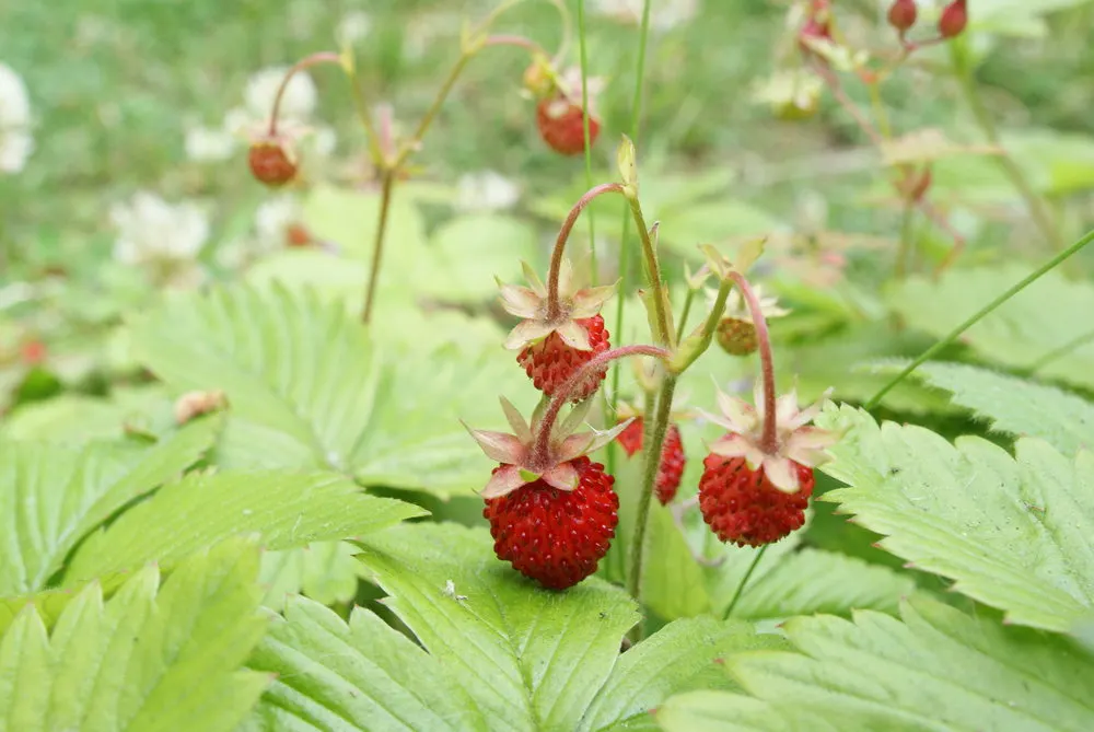 Wild strawberry - Master Daily Wild strawberry