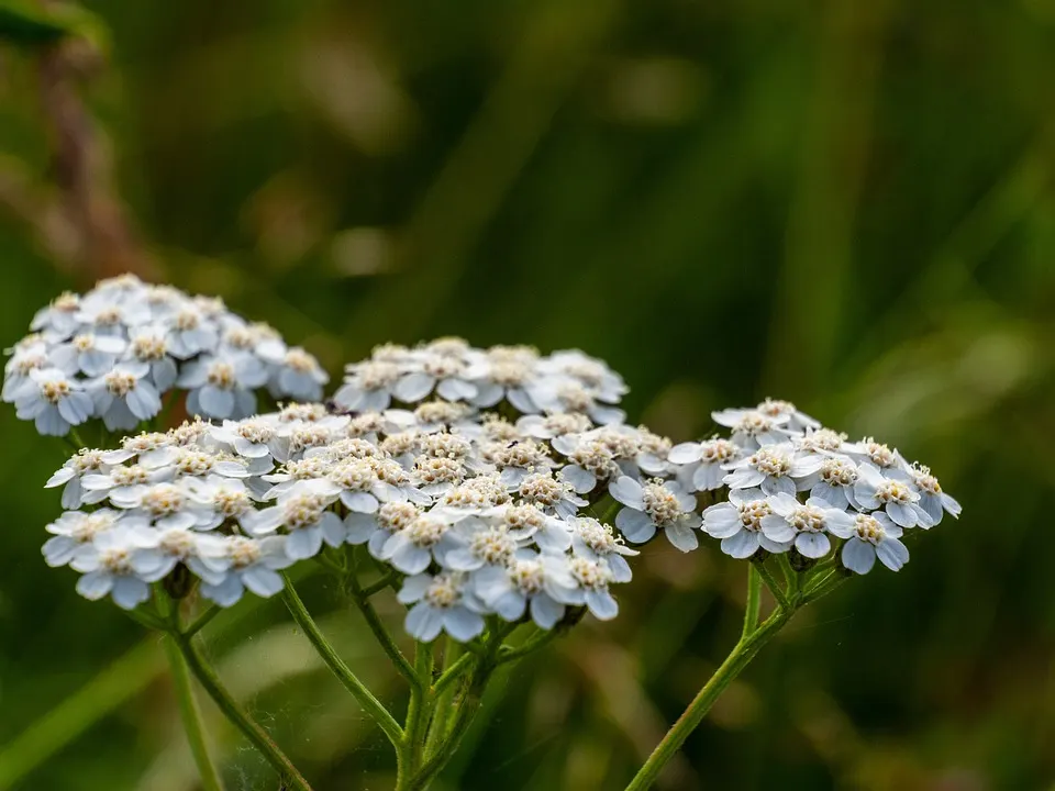 Yarrow Flora Nature Herb Plant Flower Flowering - Master Daily Yarrow