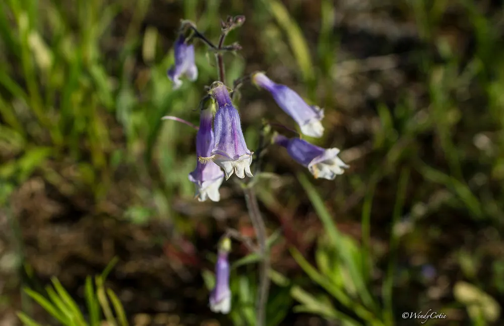 Penstemon (beardtongue) - Master Daily Penstemon (beardtongue)