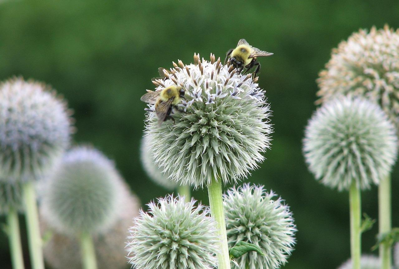 7 Tips For The Passionate Landscape Gardeners
