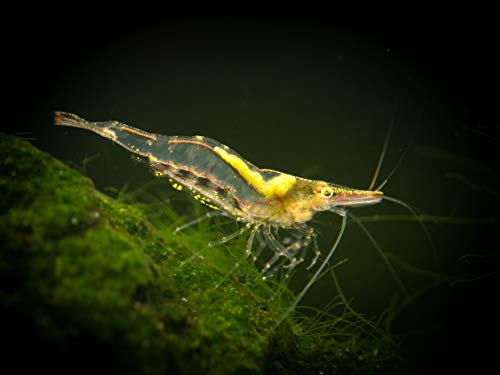 Aquatic Arts 1 Short Nose Algae Eating Shrimp (Caridina sp.) - Breeding Age Young Adult at 1/2 to 1 Inch Long