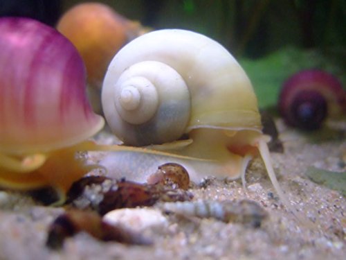 White Mystery Snail - 1/2-2 inches - Algae Eater for Aquariums