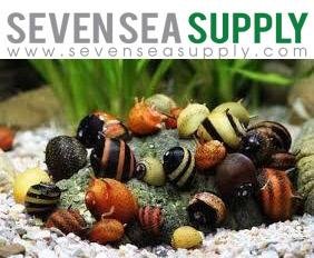 SevenSeaSupply 5 Horned Nerite Fresh Water Aquarium Snails