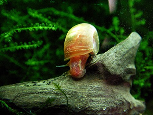 Live Freshwater Ramshorn Snails (6 count) from OneStopAquatics.com by Shrimp Haven