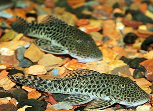 WorldwideTropicals Live Freshwater Aquarium Fish - (2) 3-3.5 Spotted Rubbernose Pleco - 2-Pack Spotted Bulldog Pleco - by Live Tropical Fish - Great Algae Eaters - Populate Your Fish Tank!