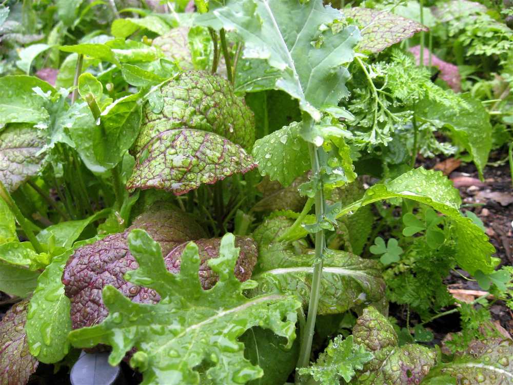 Gourmet Salad Greens are Easy to Grow