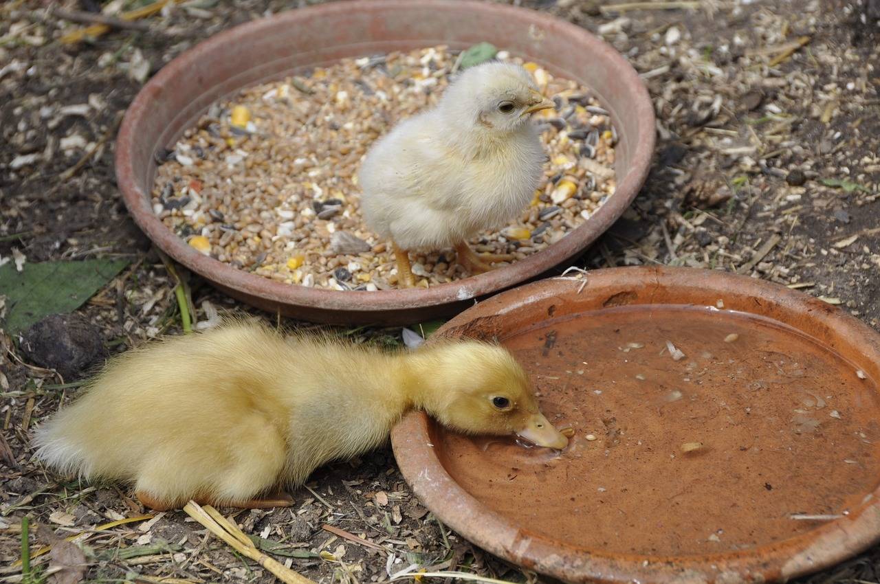 Where Should I place my Chicken Waterer?