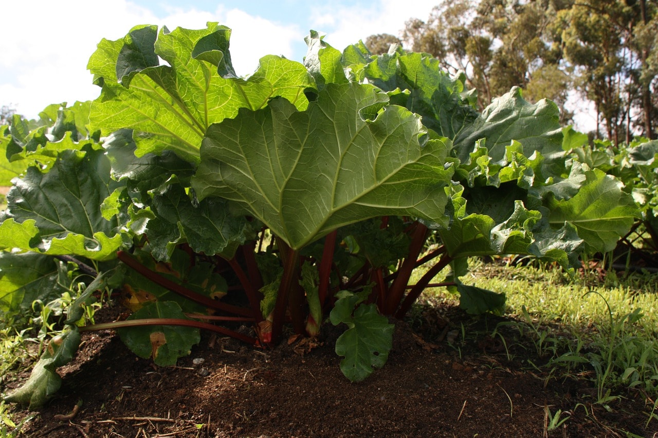 Container Gardening Tips: Growing Rhubarb in Containers.